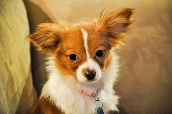 Спасенный щенок папиллона — стоковое фото