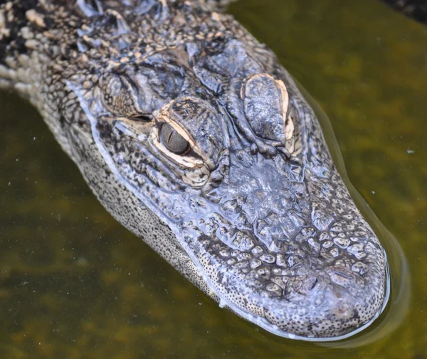 Alligator ogen — Stockfoto