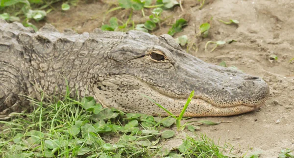 Aligator w trawie — Zdjęcie stockowe