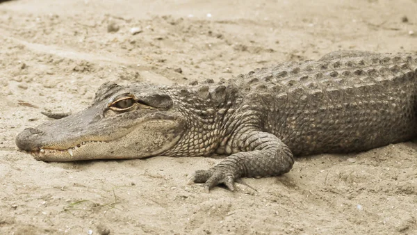 Alligator i sanden — Stockfoto