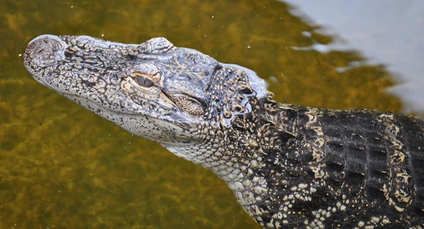 Aligator wygląda — Zdjęcie stockowe