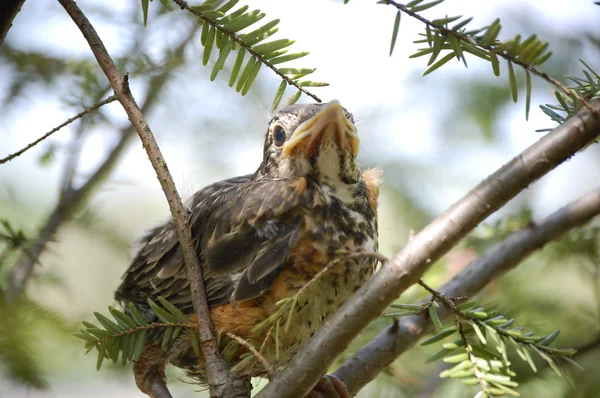 Pássaro bebé - Puffy — Fotografia de Stock