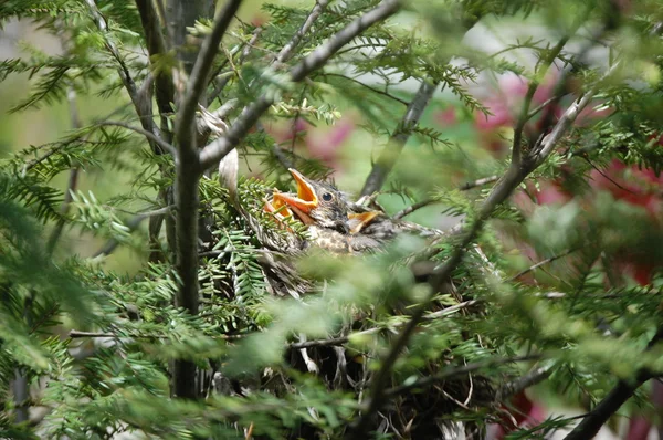 Bebê Bird Beaks à procura de comida — Fotografia de Stock