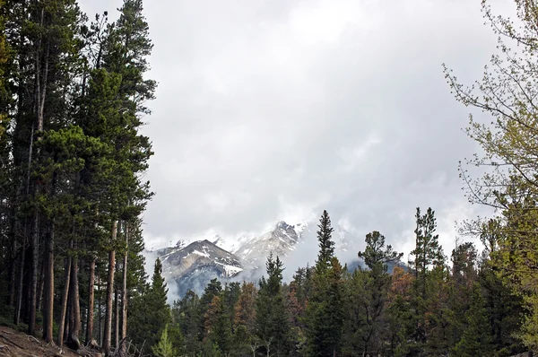 Montagnes du Colorado — Photo