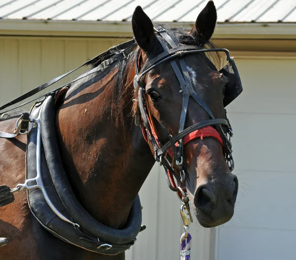 stock image Horse