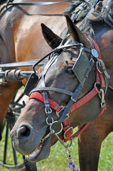 stock image Horse