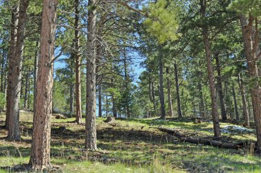 Black Hills Güney Dakota