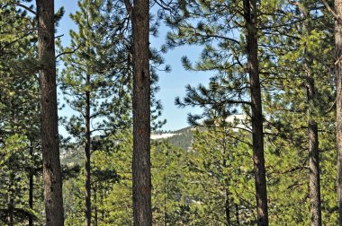 Black Hills Güney Dakota