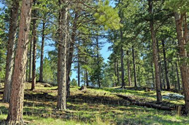 Black Hills Güney Dakota