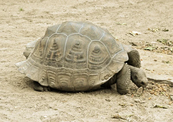 Kura-kura tua makan buah. — Stok Foto
