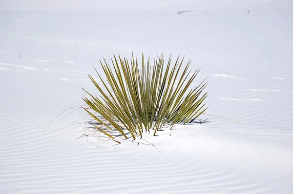 Белые пески Нью-Мексико — стоковое фото