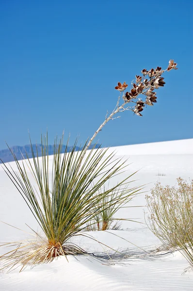 Weißer Sand New Mexico — Stockfoto