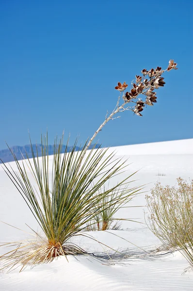 stock image White Sands New Mexico