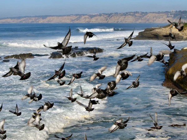 Птицы на побережье — стоковое фото
