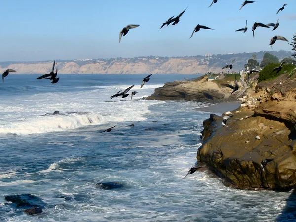 Vögel an der Küste — Stockfoto