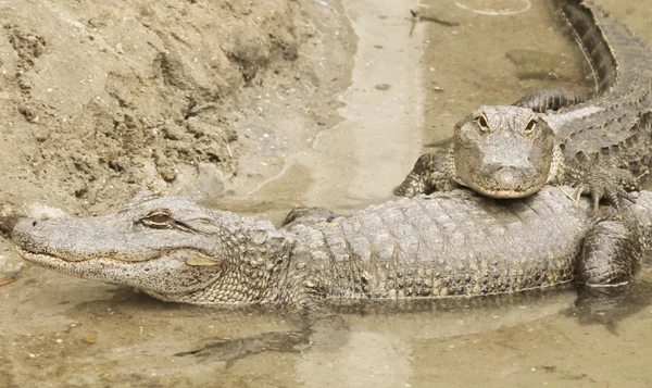 Dwa aligatory w wodzie. — Zdjęcie stockowe