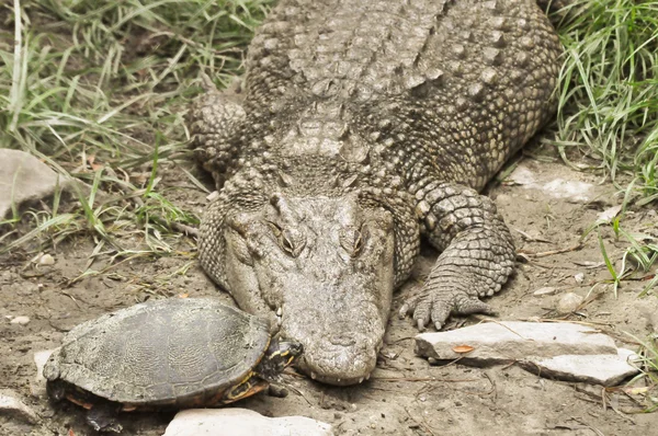 Черепаха целует Крокодила — стоковое фото