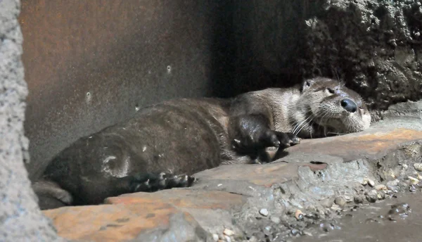 Otter toma una siesta —  Fotos de Stock