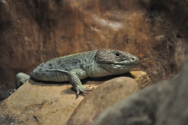 stock image Lizard on a rock