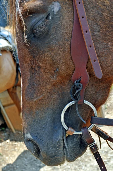 Cabeça de cavalo — Fotografia de Stock