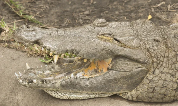 Krokodil mutatja a fogait — Stock Fotó