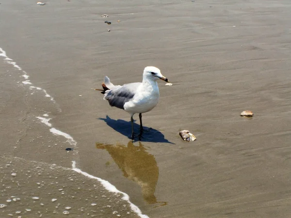 Pájaro en playa — Foto de Stock