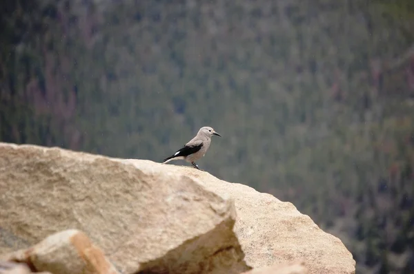 Bird on Rock — Stock Photo, Image