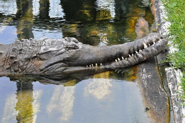 Crocodile dort sur la rive — Photo