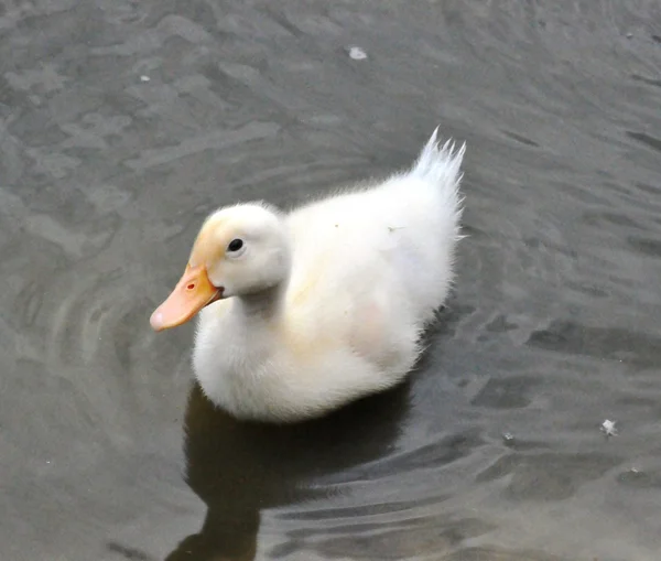 Pato amarelo Natação — Fotografia de Stock