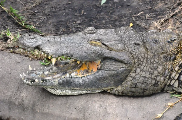 Mosolyogva krokodil — Stock Fotó