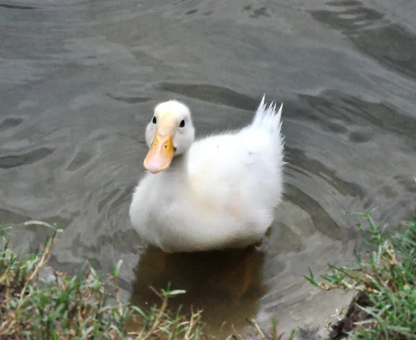 Sárga kacsa, úszás — Stock Fotó