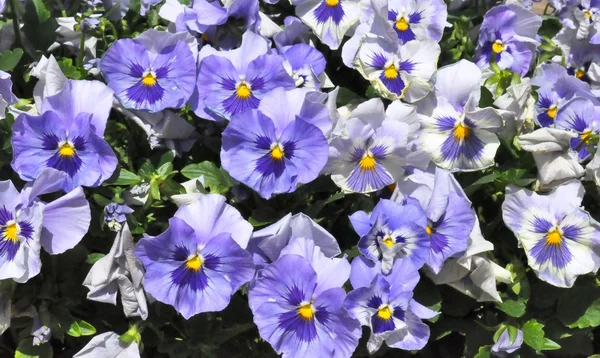 Blüten - lila — Stockfoto