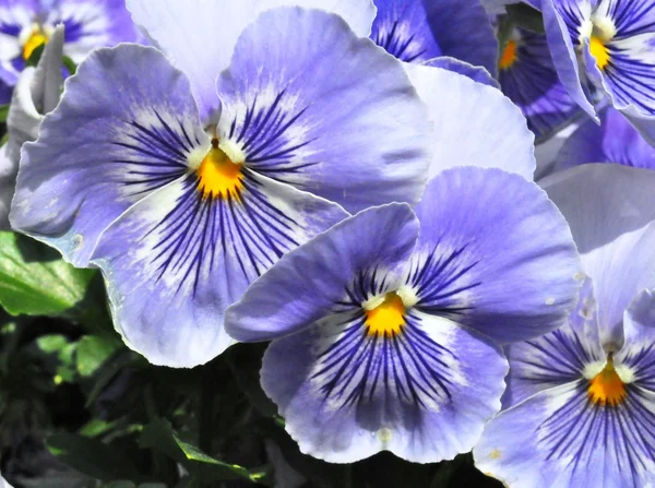 Flowers - Purple — Stock Photo, Image