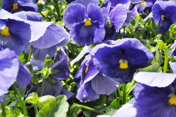Цветы - фиолетовый — стоковое фото