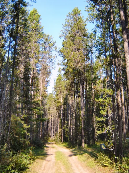 Trail in het bos — Stockfoto