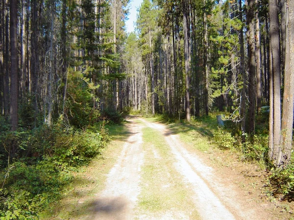 Trail in i skogen — Stockfoto