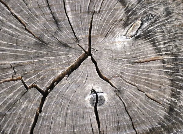 Texture Tree Rings — Stock Photo, Image