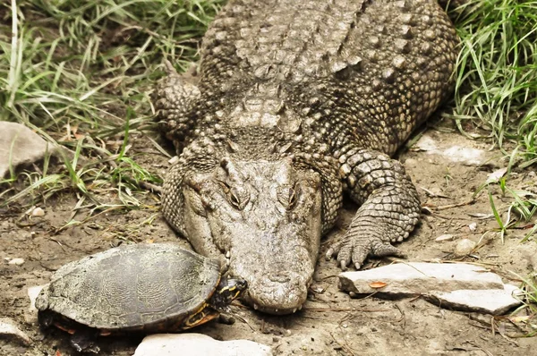 Schildpad kussen krokodil — Stockfoto