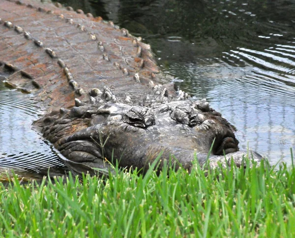 Крокодилы в траве — стоковое фото