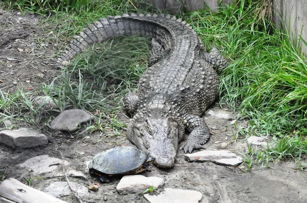Поцелуй крокодила и черепахи — стоковое фото