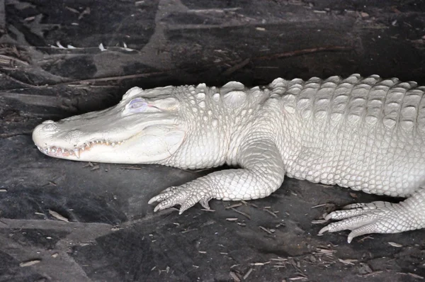 Alligatore Albino — Foto Stock