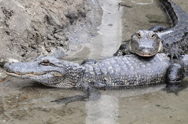 Aligator pary — Zdjęcie stockowe