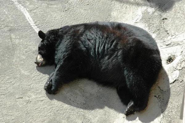 眠そうな黒いクマ — ストック写真