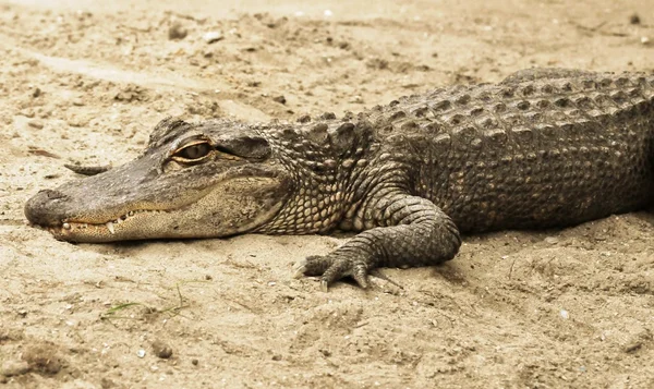 Alligator vilar — Stockfoto