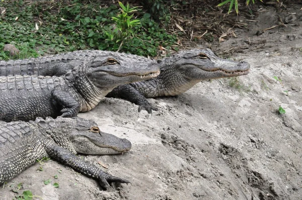 Grupo Alligator — Fotografia de Stock