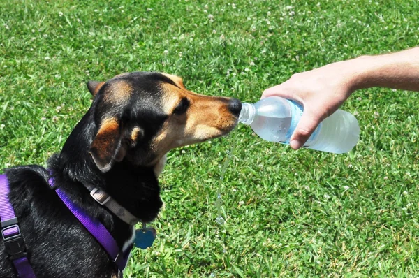 Dog Drinking Water — Stock Photo, Image