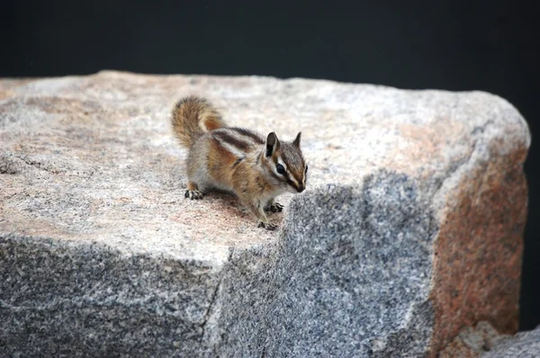 Chipmunk poses on boulder — Stock Photo, Image
