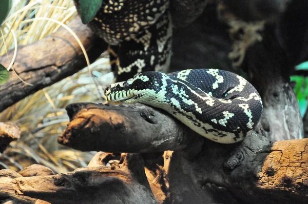 stock image Snake in tree