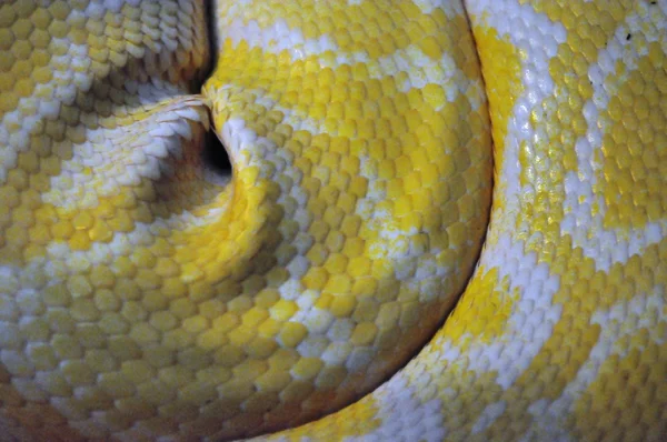 Yellow Snakeskin — Stock Photo, Image
