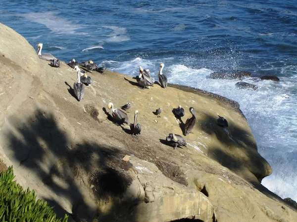 Pelicani Una Roccia — Foto Stock